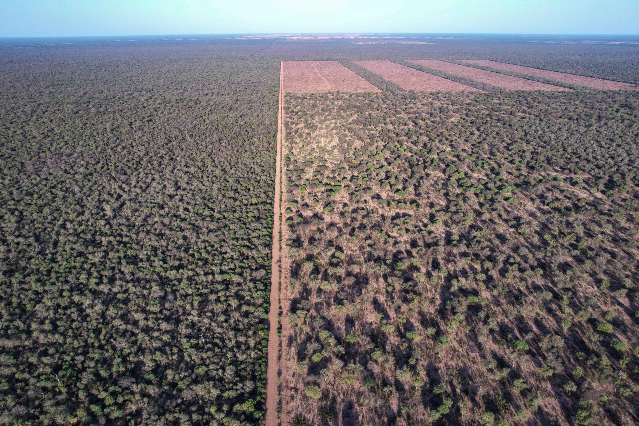 El Gran Chaco argentino agoniza por la deforestación masiva e ilegal. Foto: EFE.