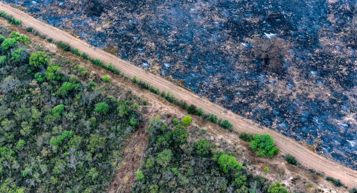 El Gran Chaco argentino agoniza por la deforestación masiva e ilegal. Foto: EFE.