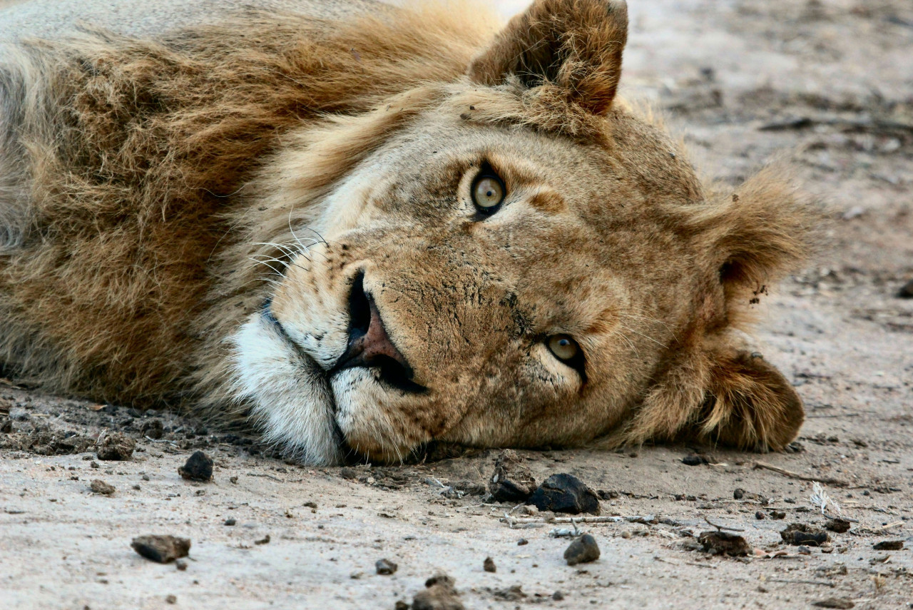 Leones. Foto: Unsplash