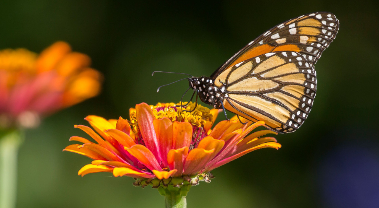 Mariposa monarca.