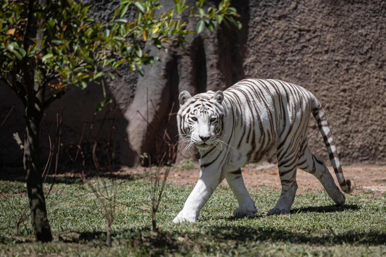 Dos tigres de bengala estrenan un santuario en el zoológico de Guatemala. Foto: EFE.