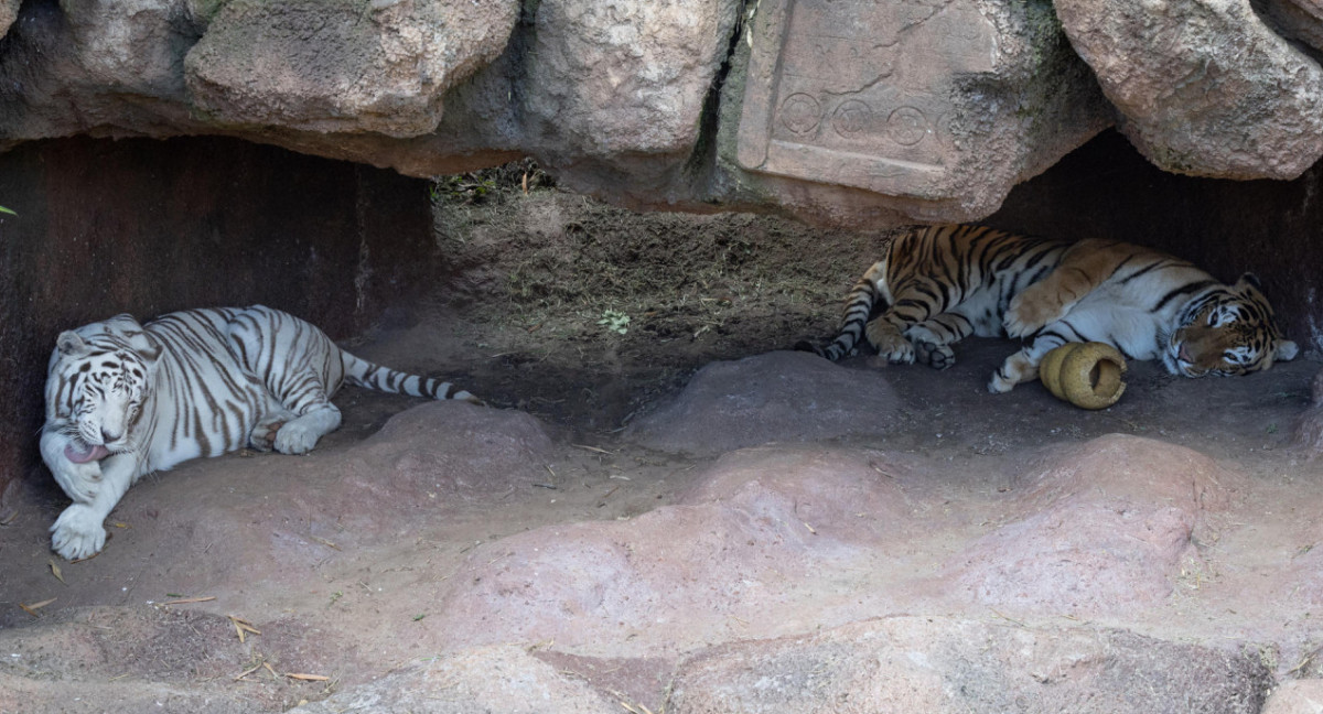 Dos tigres de bengala estrenan un santuario en el zoológico de Guatemala. Foto: EFE.