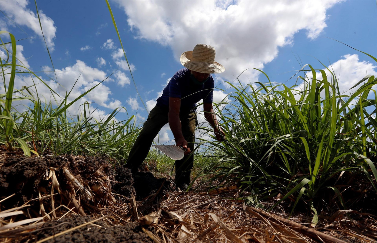 Alerta por las reservas mundiales de azúcar. Foto: EFE