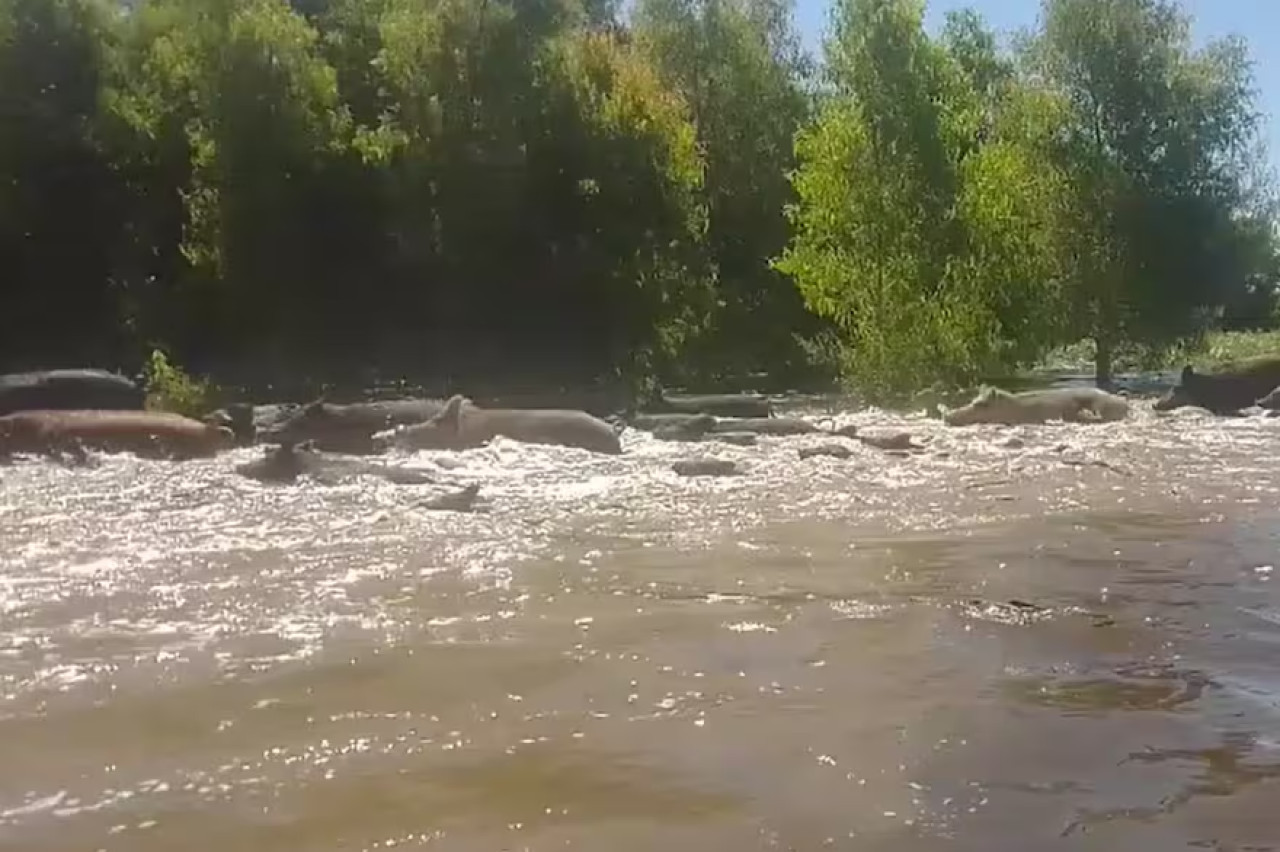 Invasión de jabalíes en Entre Ríos. Foto X