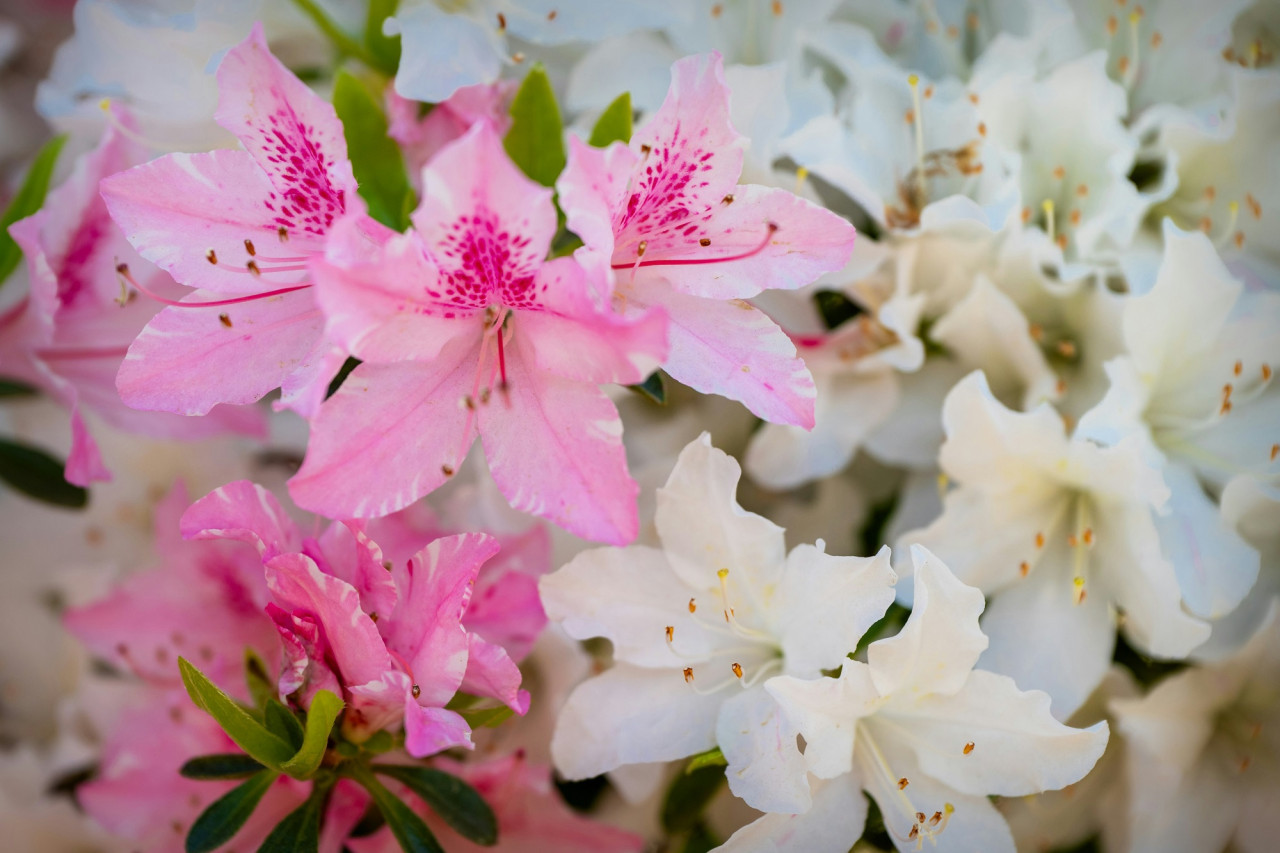 Azalea, flor, planta, abundancia. Foto Unsplash