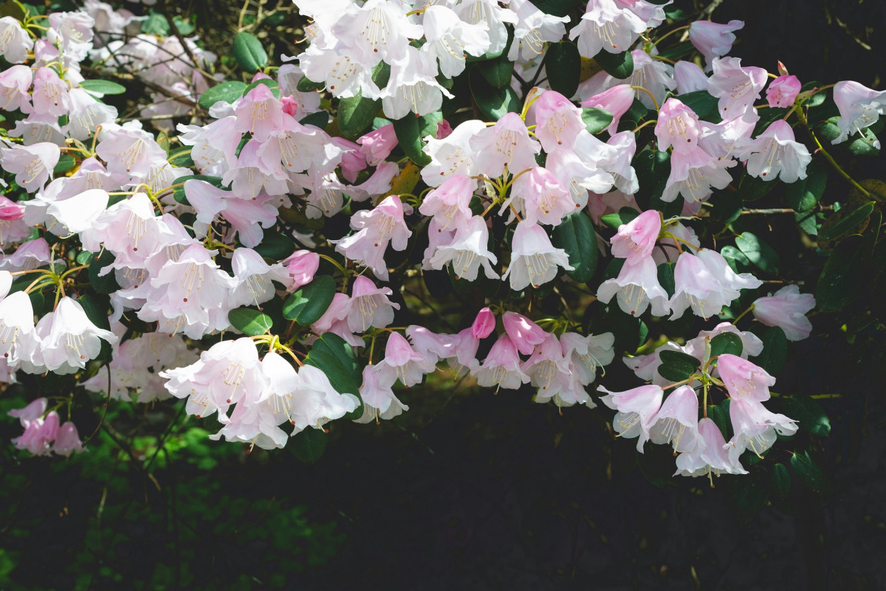 Azalea, flor, planta, abundancia. Foto Unsplash