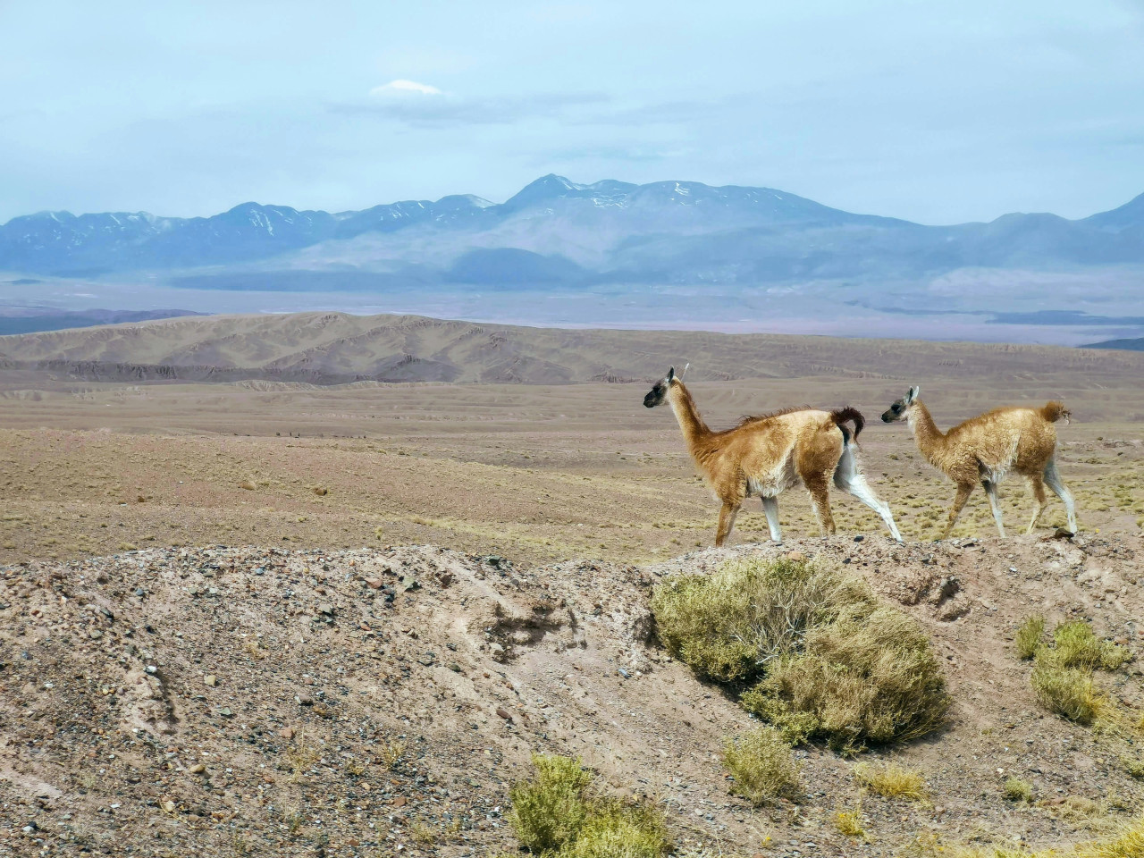 Guanacos en la Patagonia. Foto: Unsplash