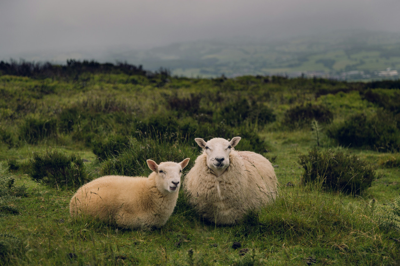 Ovejas en peligro. Foto: Unsplash