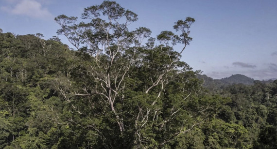 Selva amazónica de Brasil. Foto: EFE.