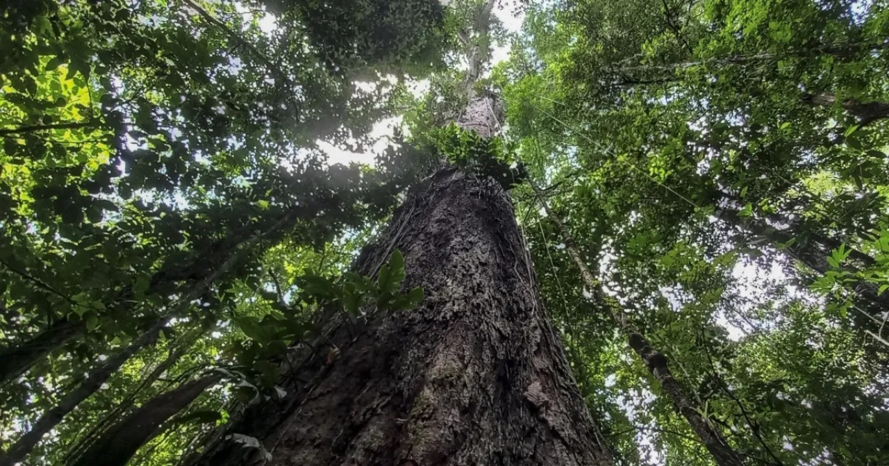 Angelim vermelho, el árbol más alto de Sudamérica. Foto: EFE.