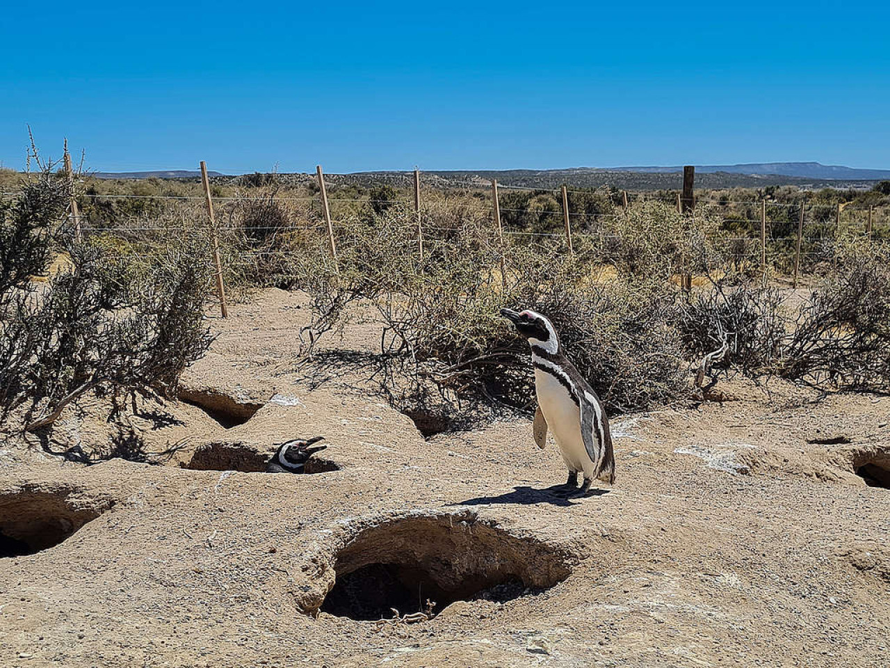 Matanza de pingüinos en Punta Tombo. Foto: Greenpeace.