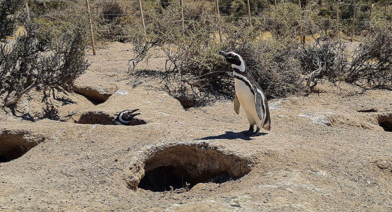 Matanza de pingüinos en Punta Tombo. Foto: Greenpeace.