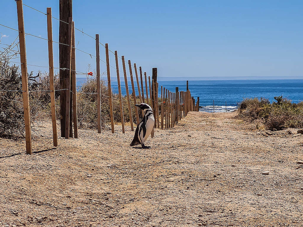 Matanza de pingüinos en Punta Tombo. Foto: Greenpeace.