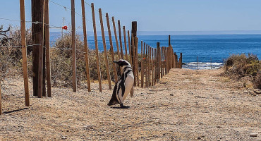 Matanza de pingüinos en Punta Tombo. Foto: Greenpeace.