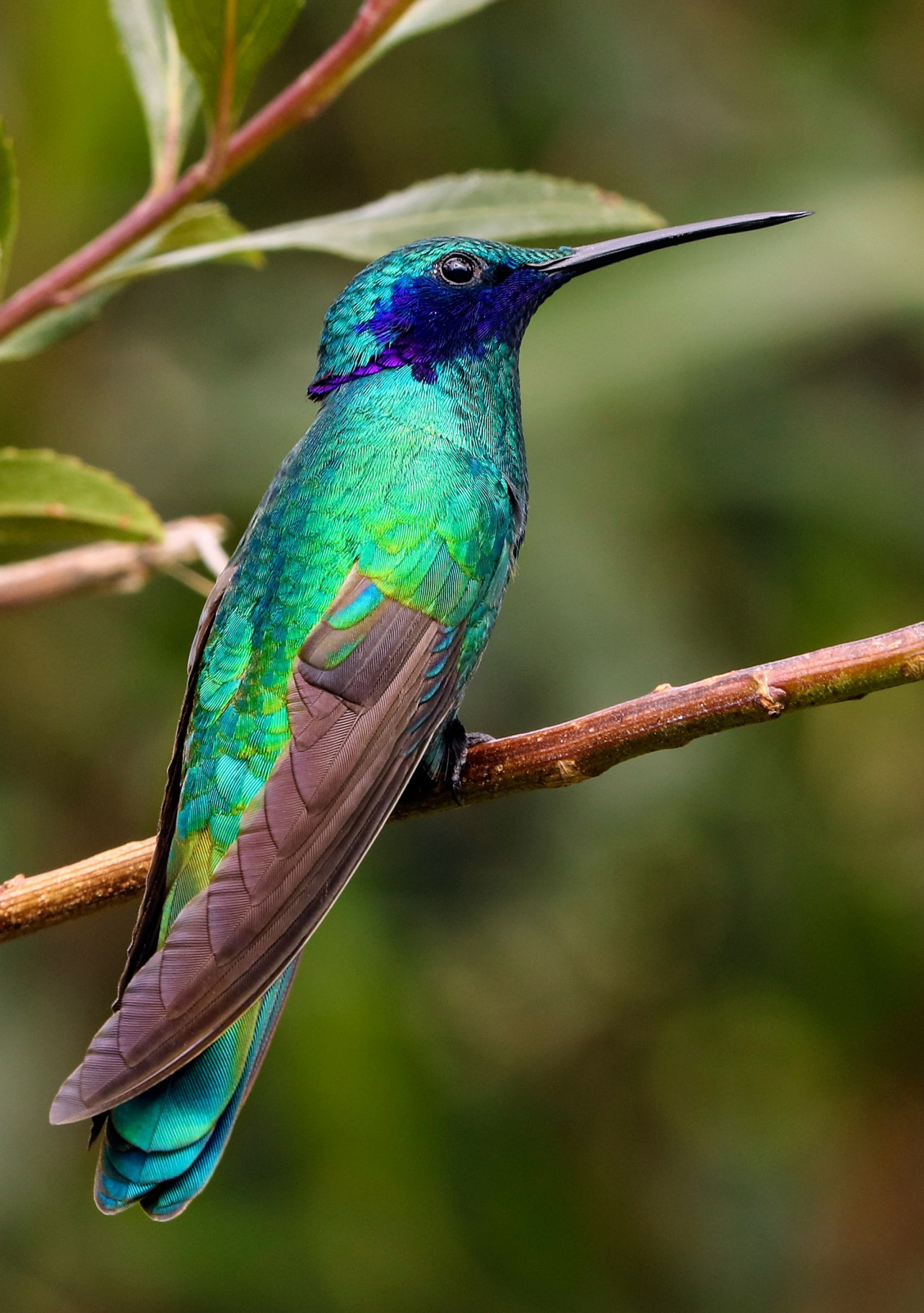 Colibrí. Foto Unsplash