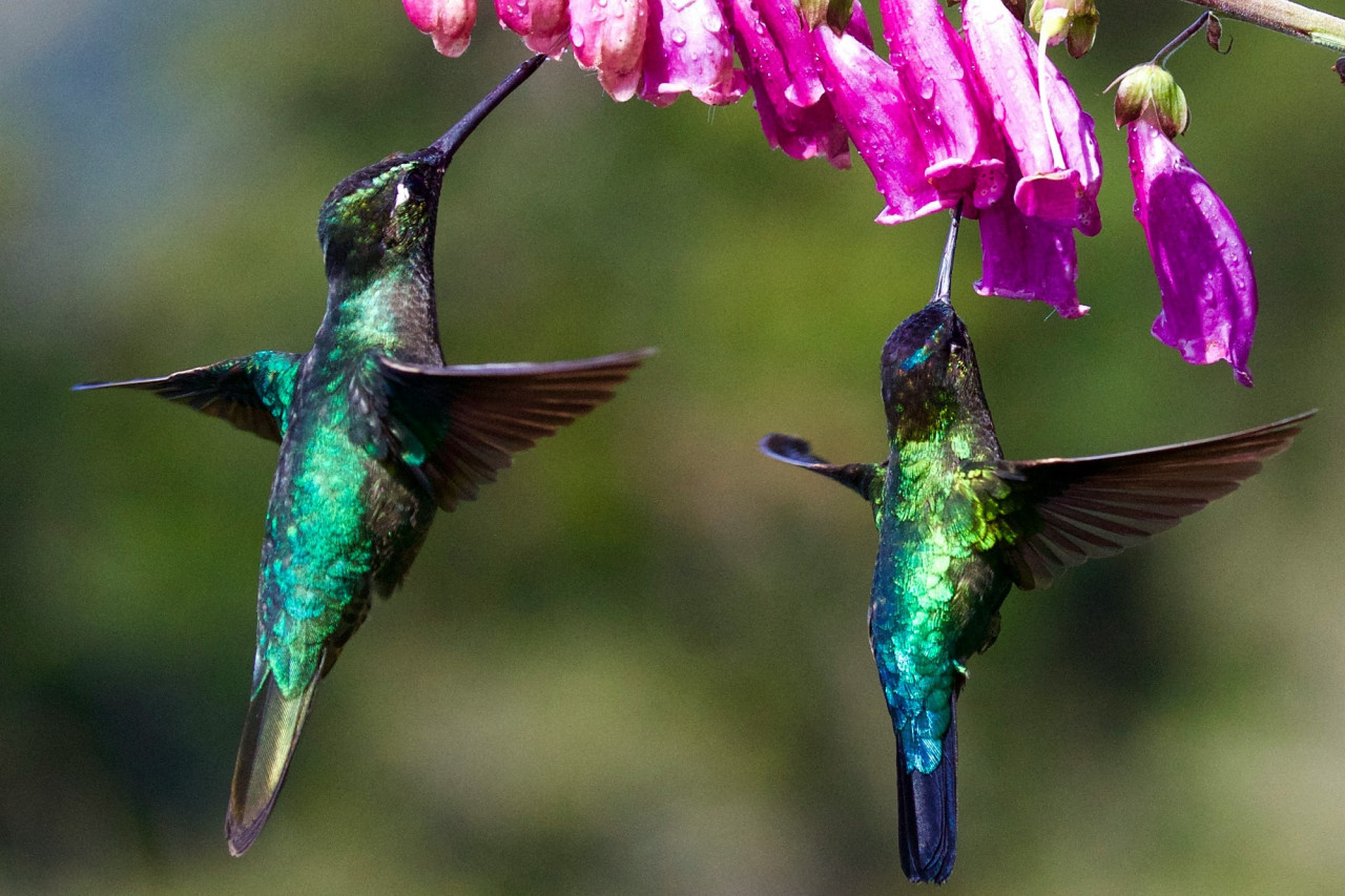 Colibrí. Foto Unsplash