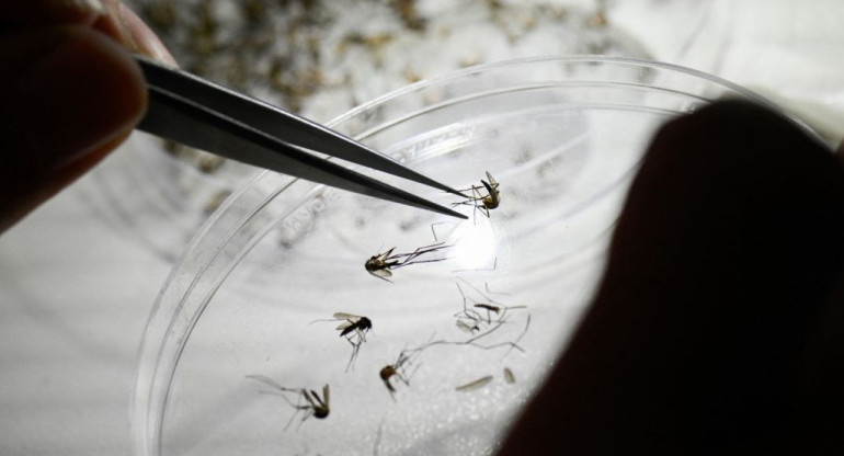 Mosquitos transmisores de dengue. Foto: Noticias Ambientales