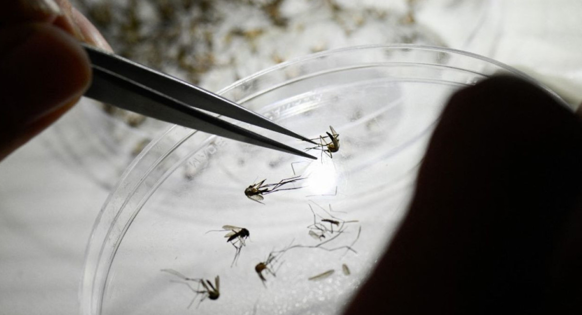 Mosquitos transmisores de dengue. Foto: Noticias Ambientales