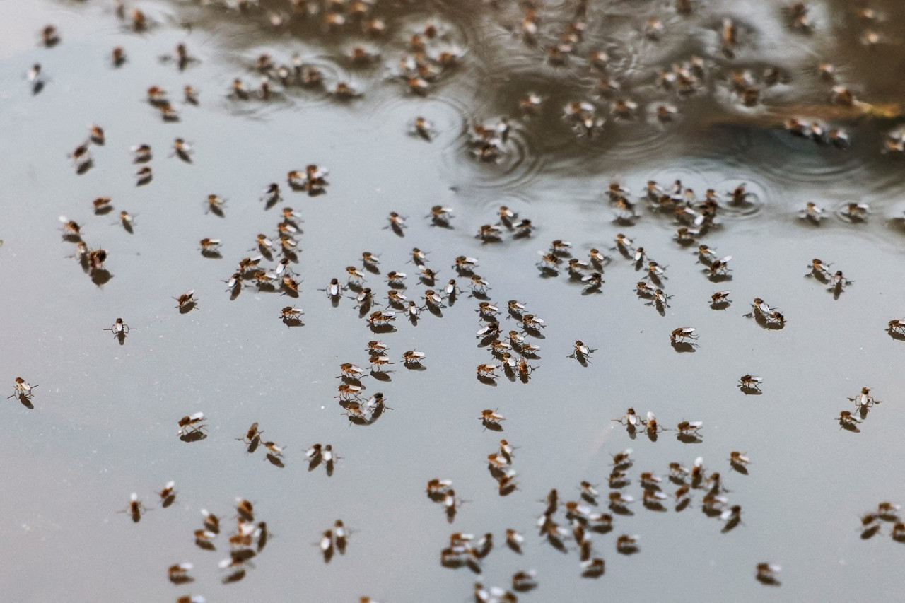 Dengue; mosquito; aedes aegypti. Foto: Reuters.