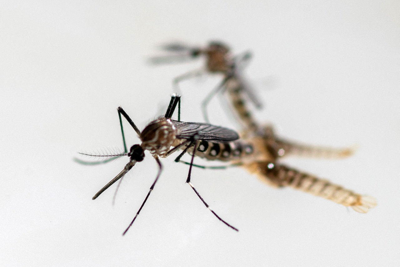 Dengue; mosquito; aedes aegypti. Foto: Reuters.