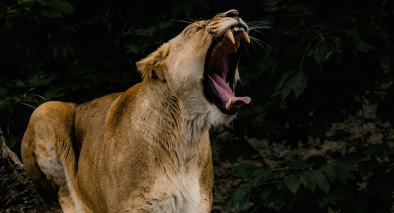 Puma. Foto: Unsplash