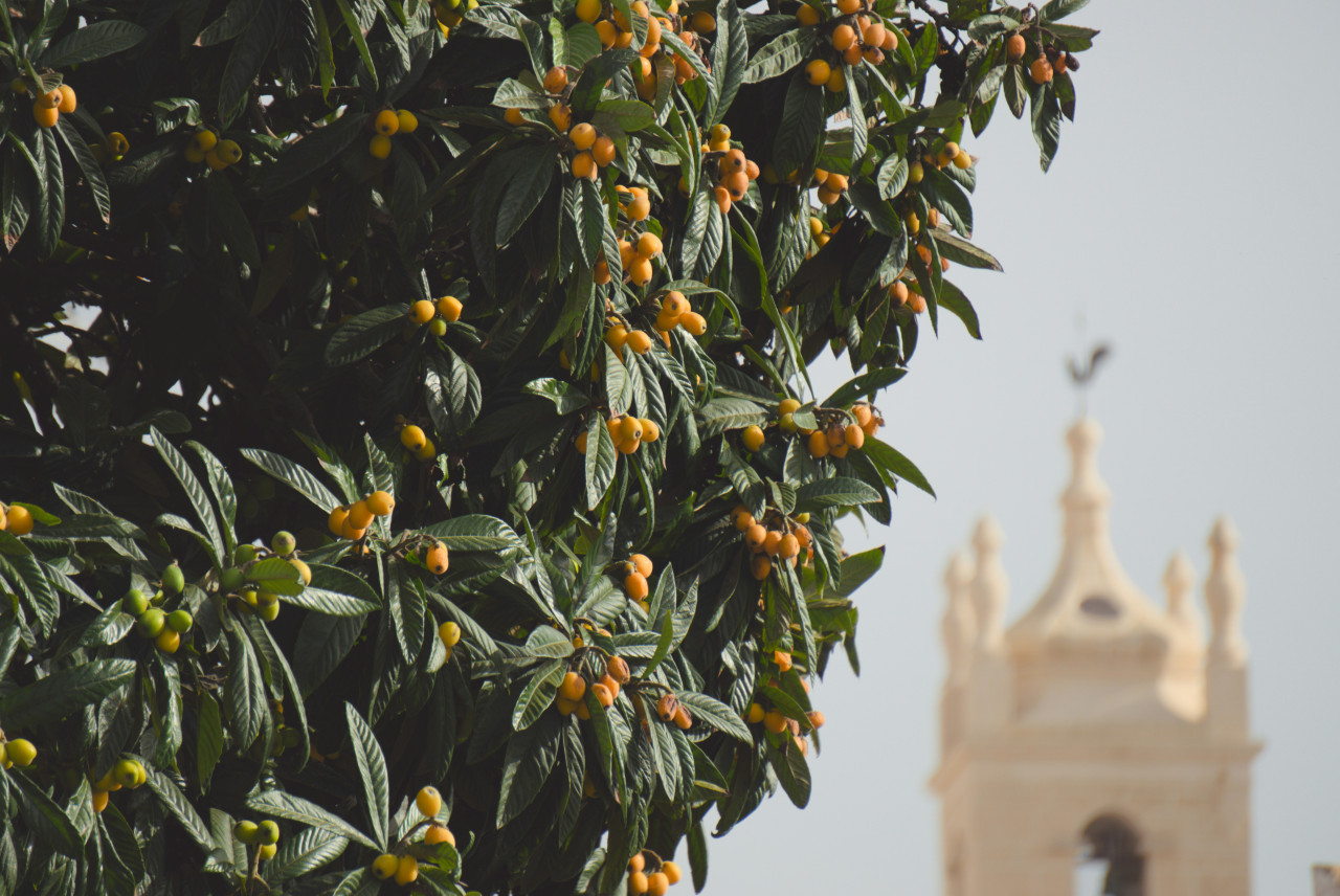 Níspero, fruta. Foto: Unsplash