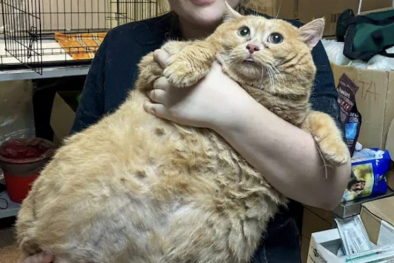 Murió "Migajas", el gato de 17 kilos. Foto: X.