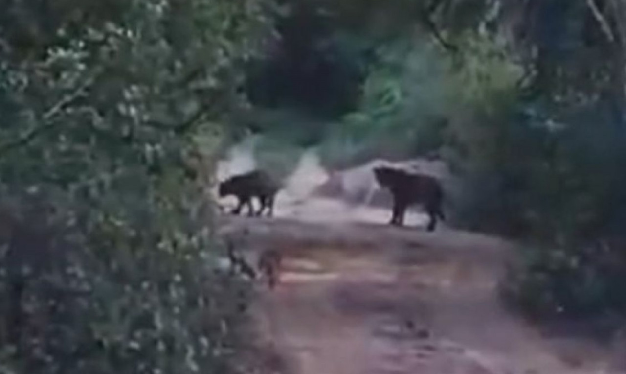 Pareja de yaguaretés en Impenetrable. Foto: captura