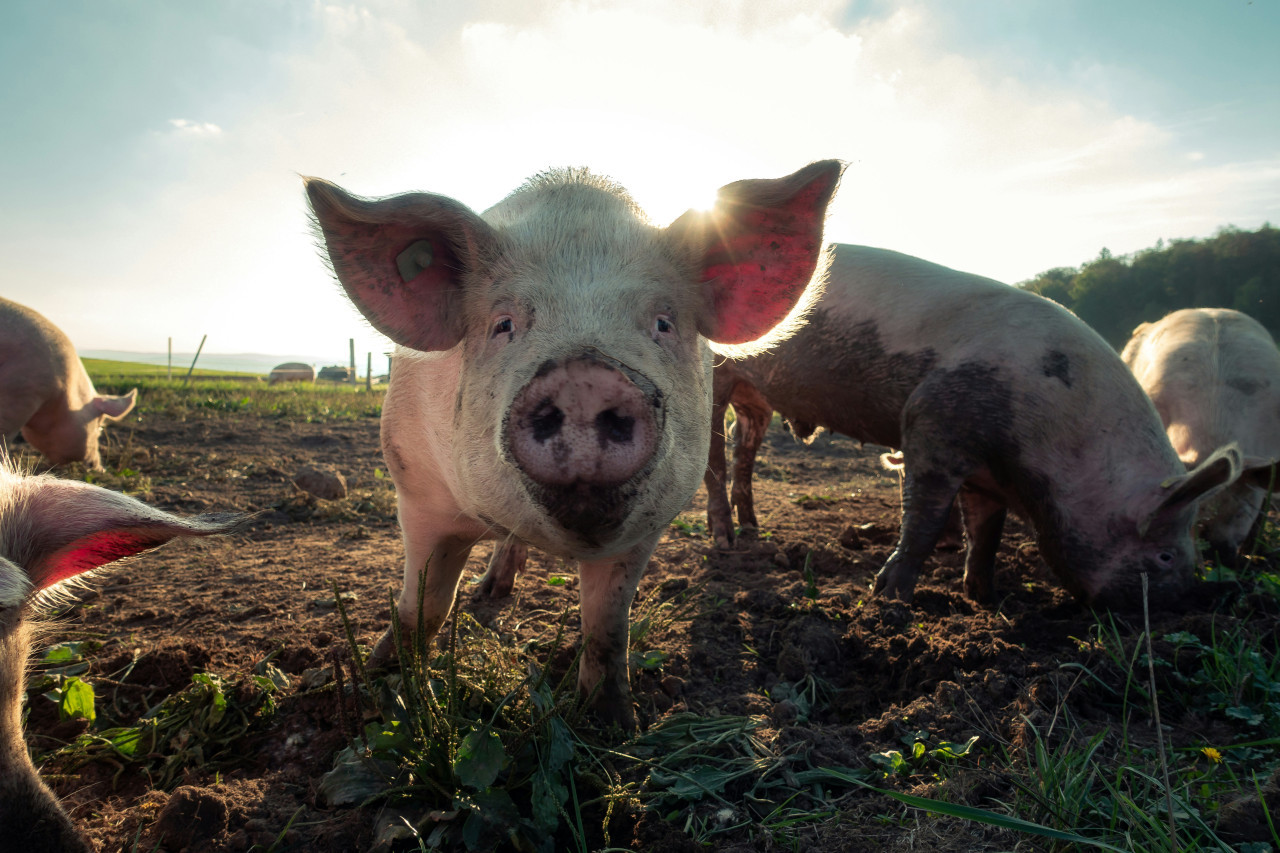 Triquinosis, cerdo. Foto: Unsplash.