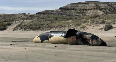 Ballena muerta Chubut. Fuente: X