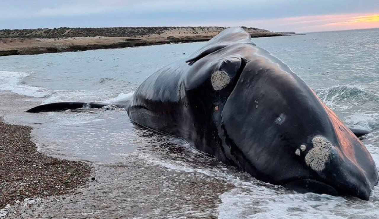 Ballenas muertas en las costas de Península Valdés, en Chubut. Foto: X/Sinfiltroar