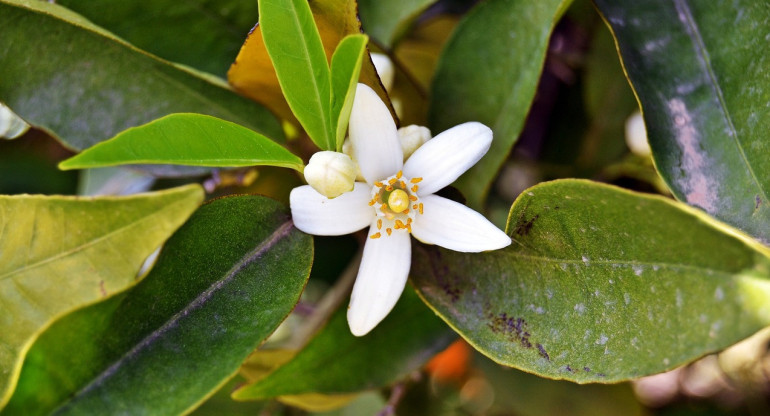 Flor de jazmín. Foto: Pexels.