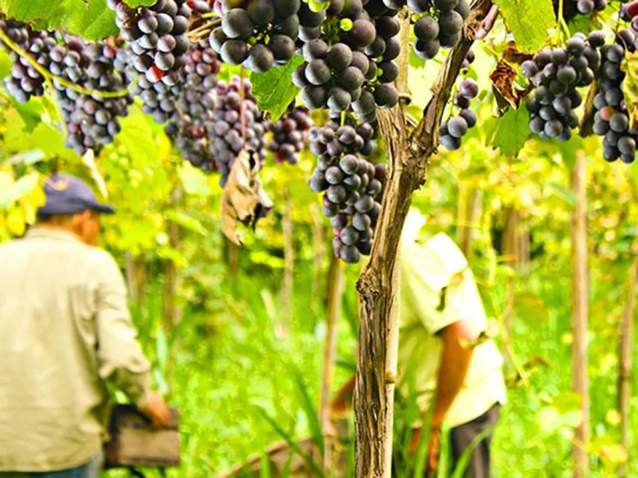 Viñedo Vino de la Costa. Fuente: Municipio de Berisso