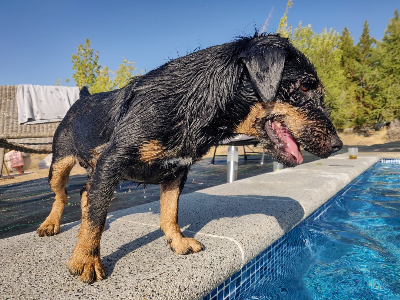 Mascota, perro. Foto: Freepik.