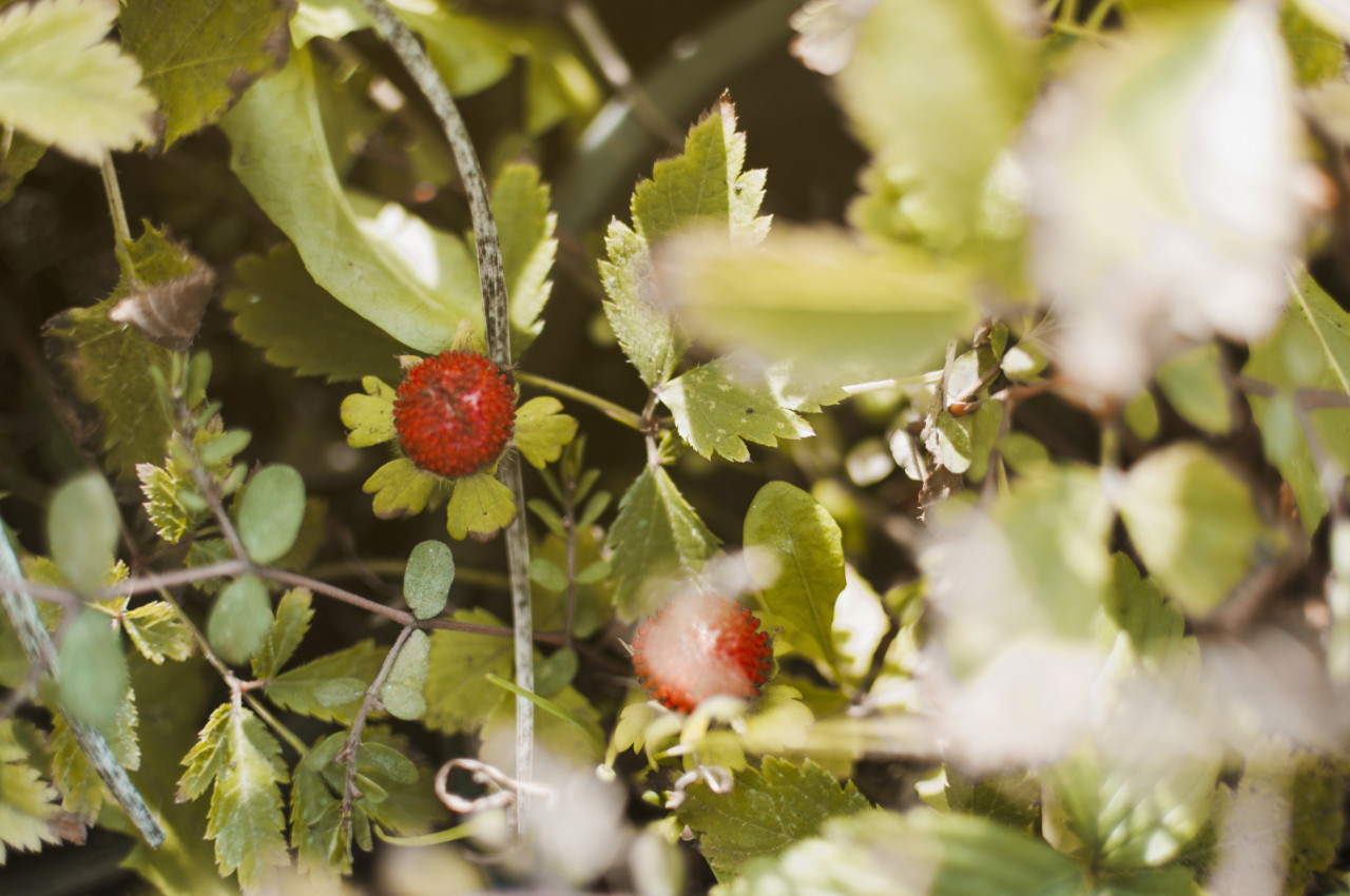 Calafate, fruta. Foto: Freepik.