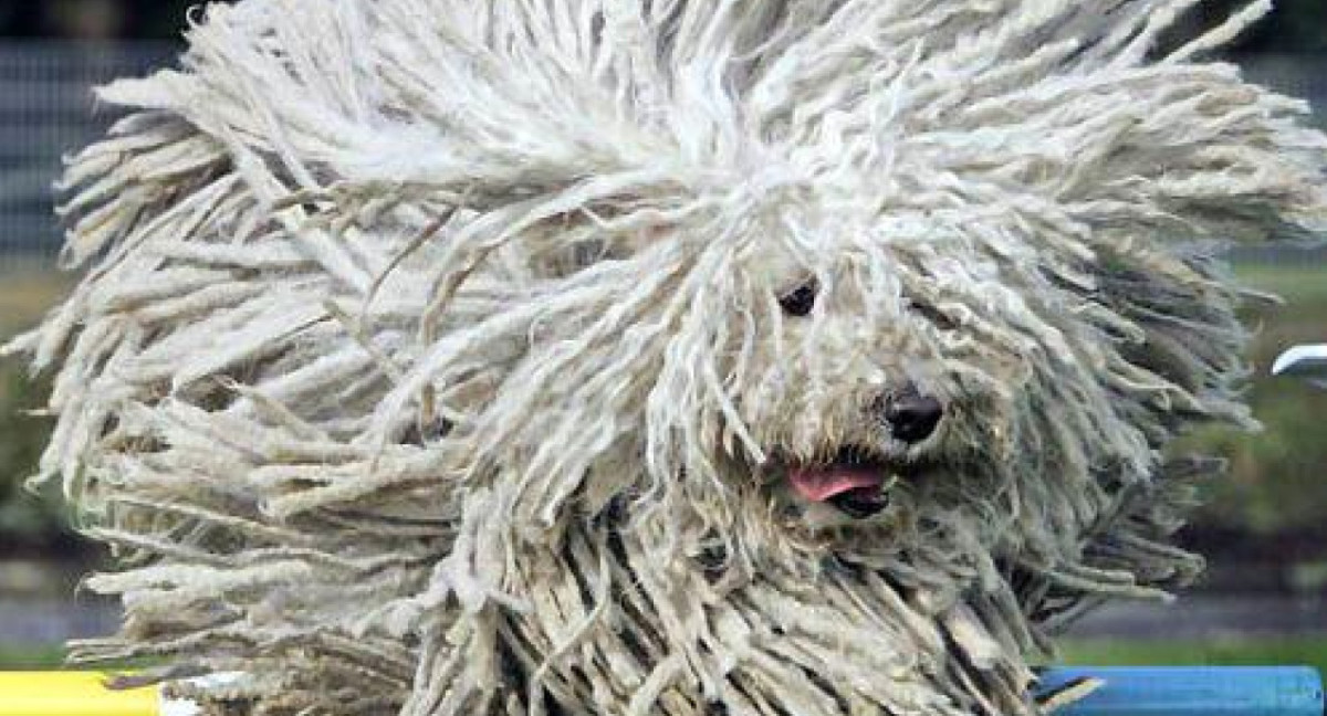 Perro Komondor. Foto X @marthadebayle