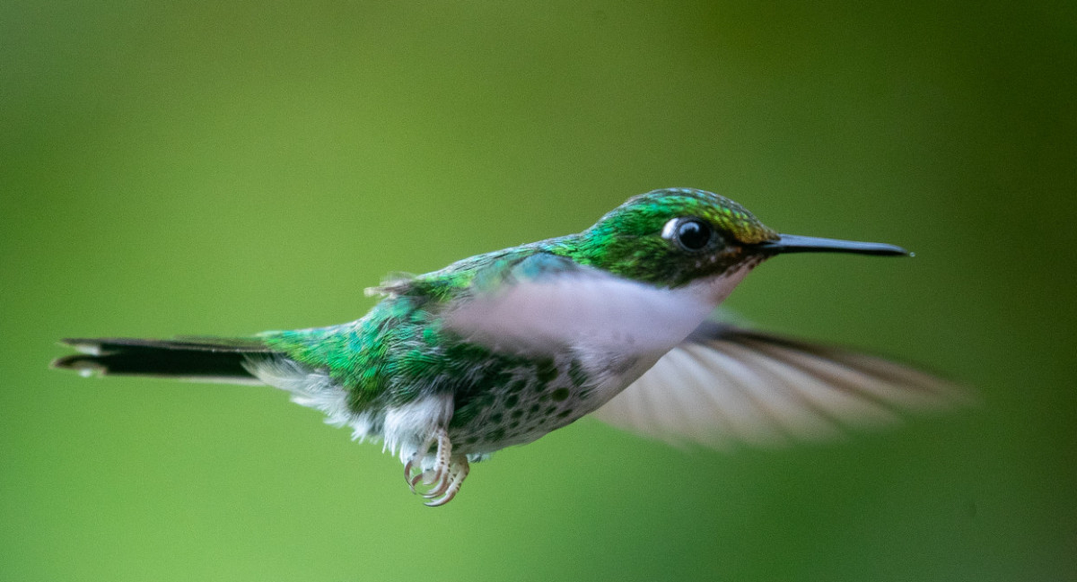 Colibrí. Fuente: EFE