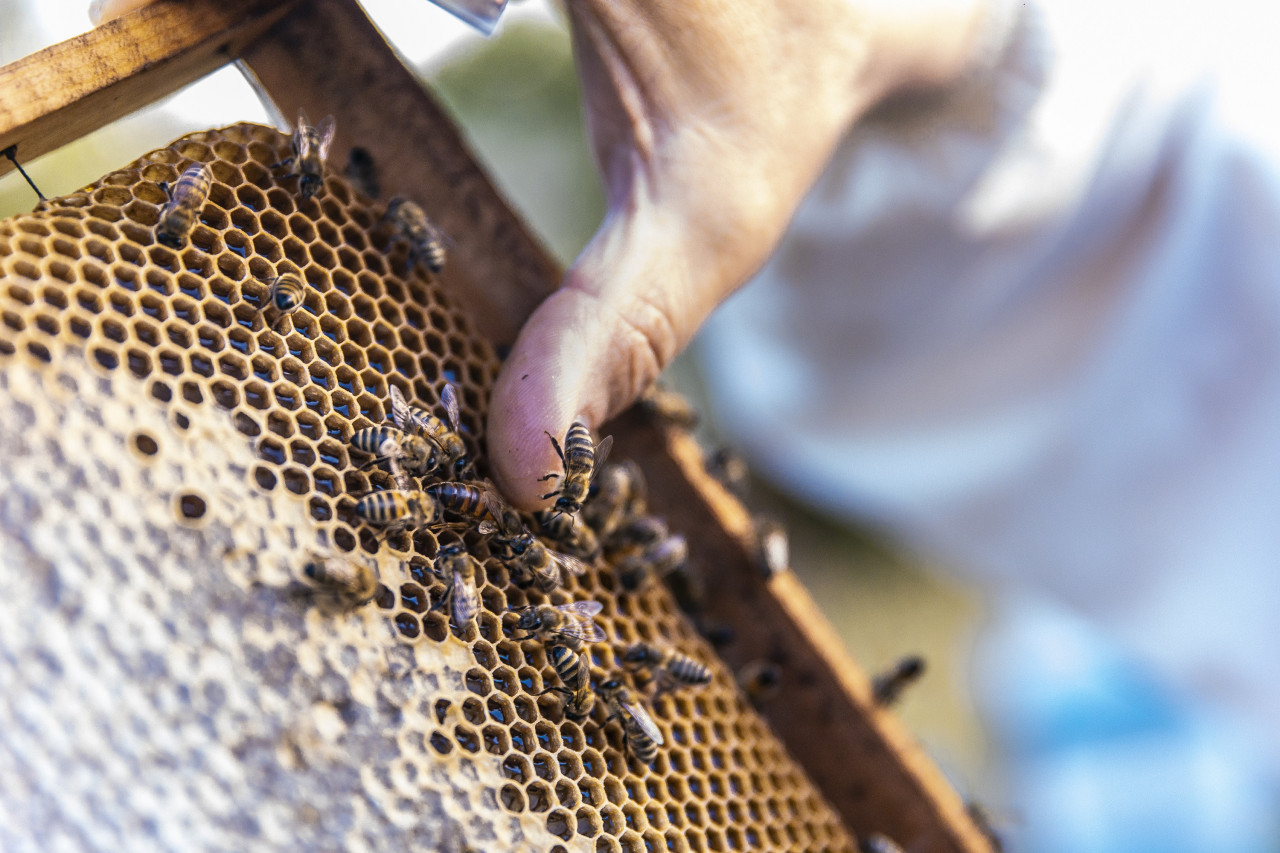 Abejas. Foto: Freepik.