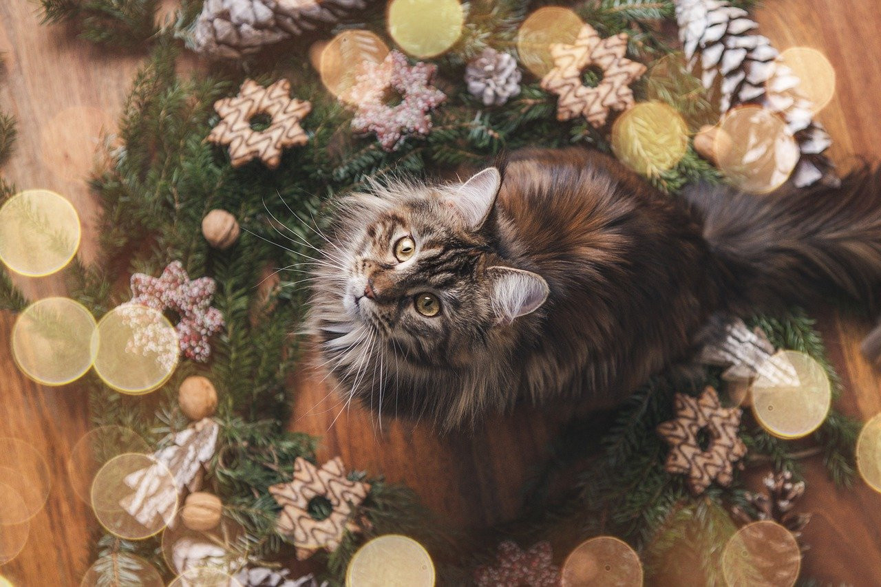 Los gatos y los árboles de navidad. Foto: Pexels.