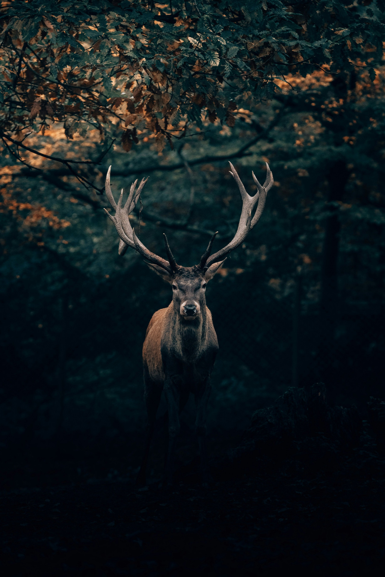 Venado. Foto Unsplash