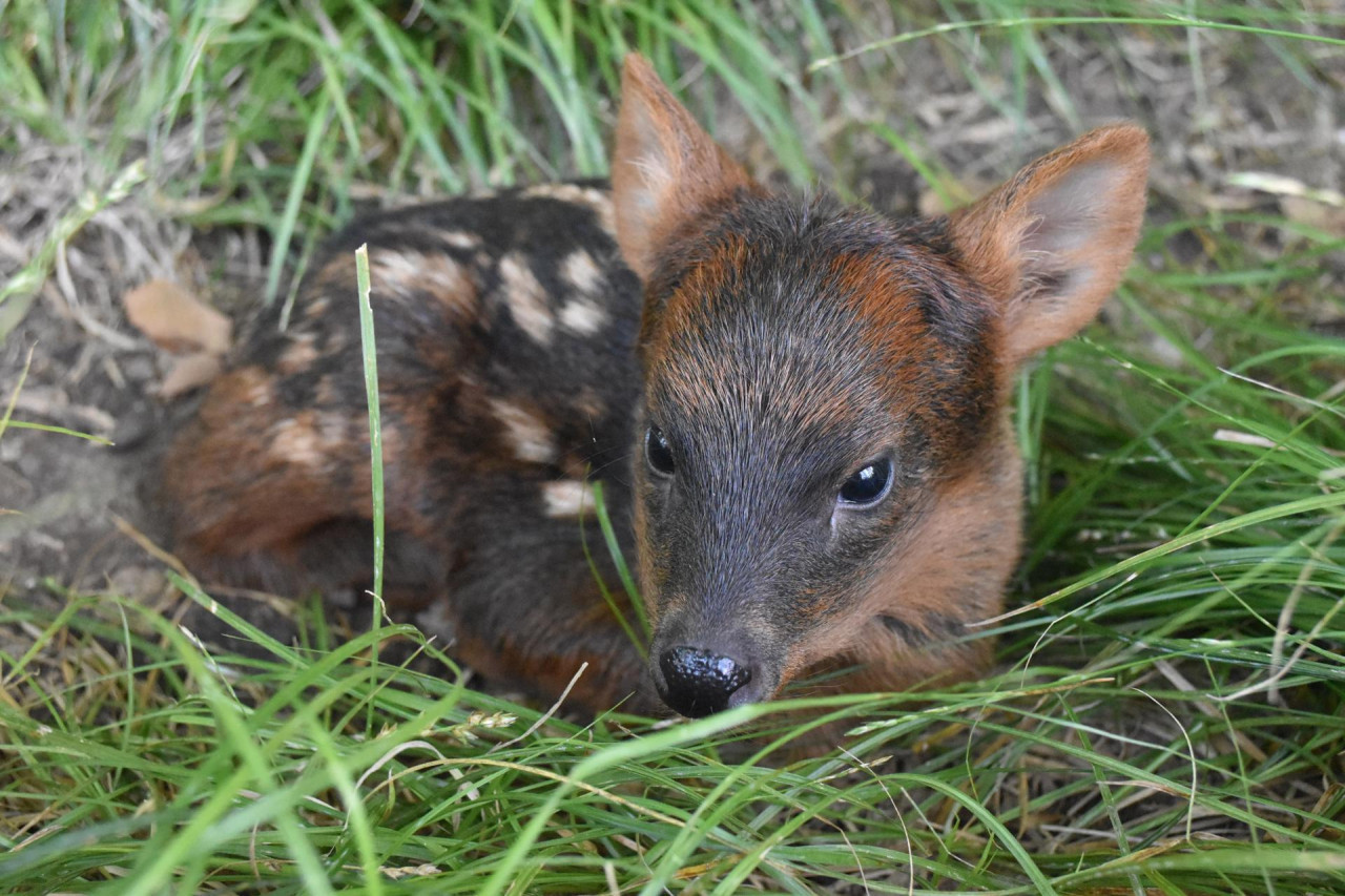 Nacimiento de un pudú en el bioparque Temaikén. Foto: EFE.