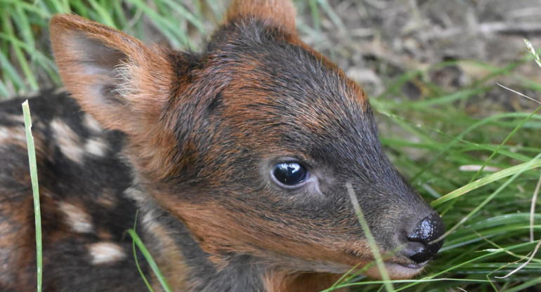 Nacimiento de un pudú en el bioparque Temaikén. Foto: EFE.