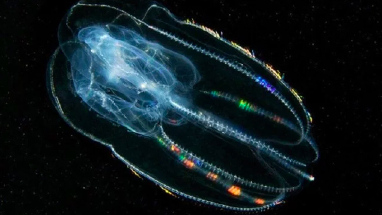 Impresionante descubrimiento sobre las medusas peine. Foto: Noticias Ambientales