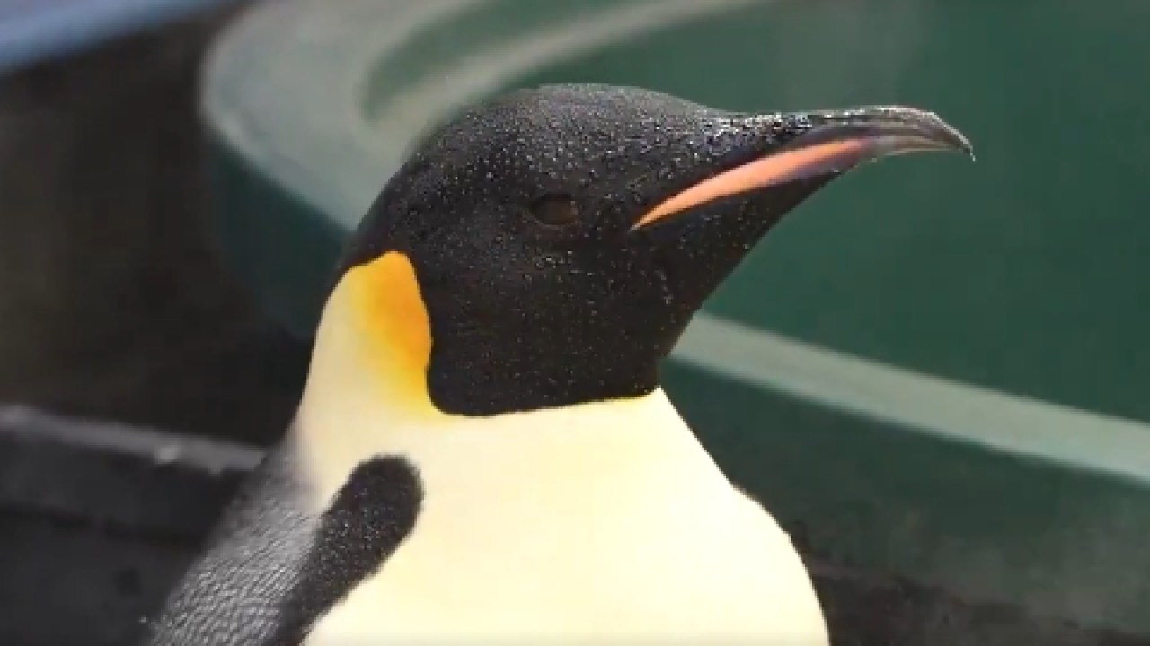 Pingüino Gus. Foto captura X @realSMaster