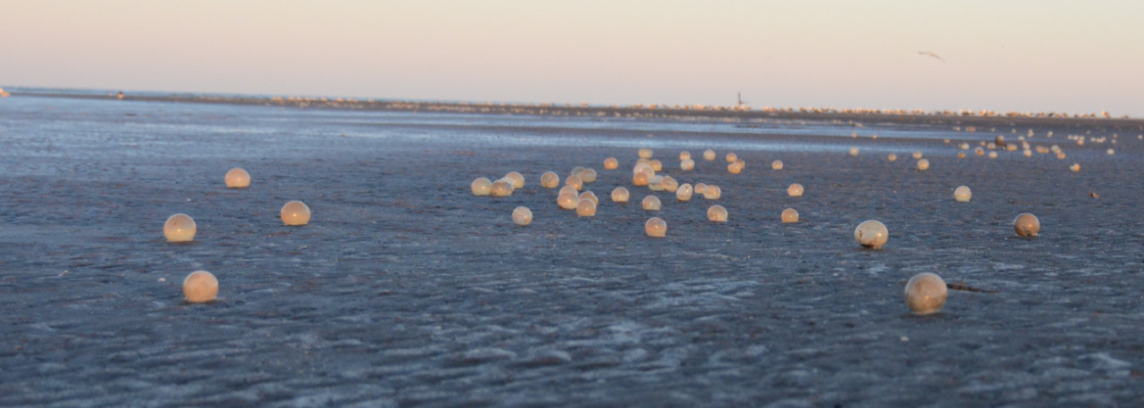 Arribazones en las playas de Mar del Plata. Foto: Argentina.gob.ar