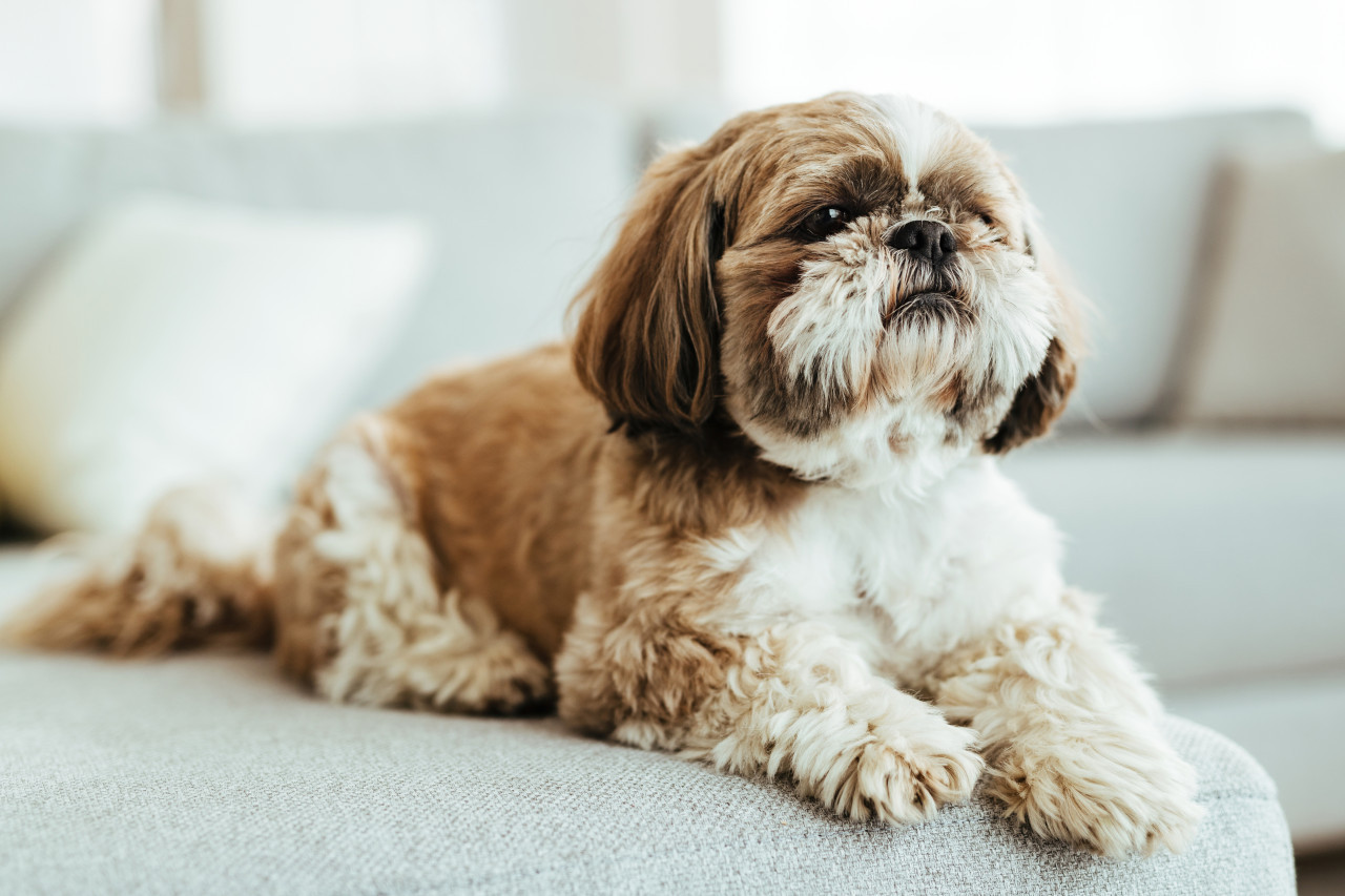 Shih Tzu. Foto: Freepik.