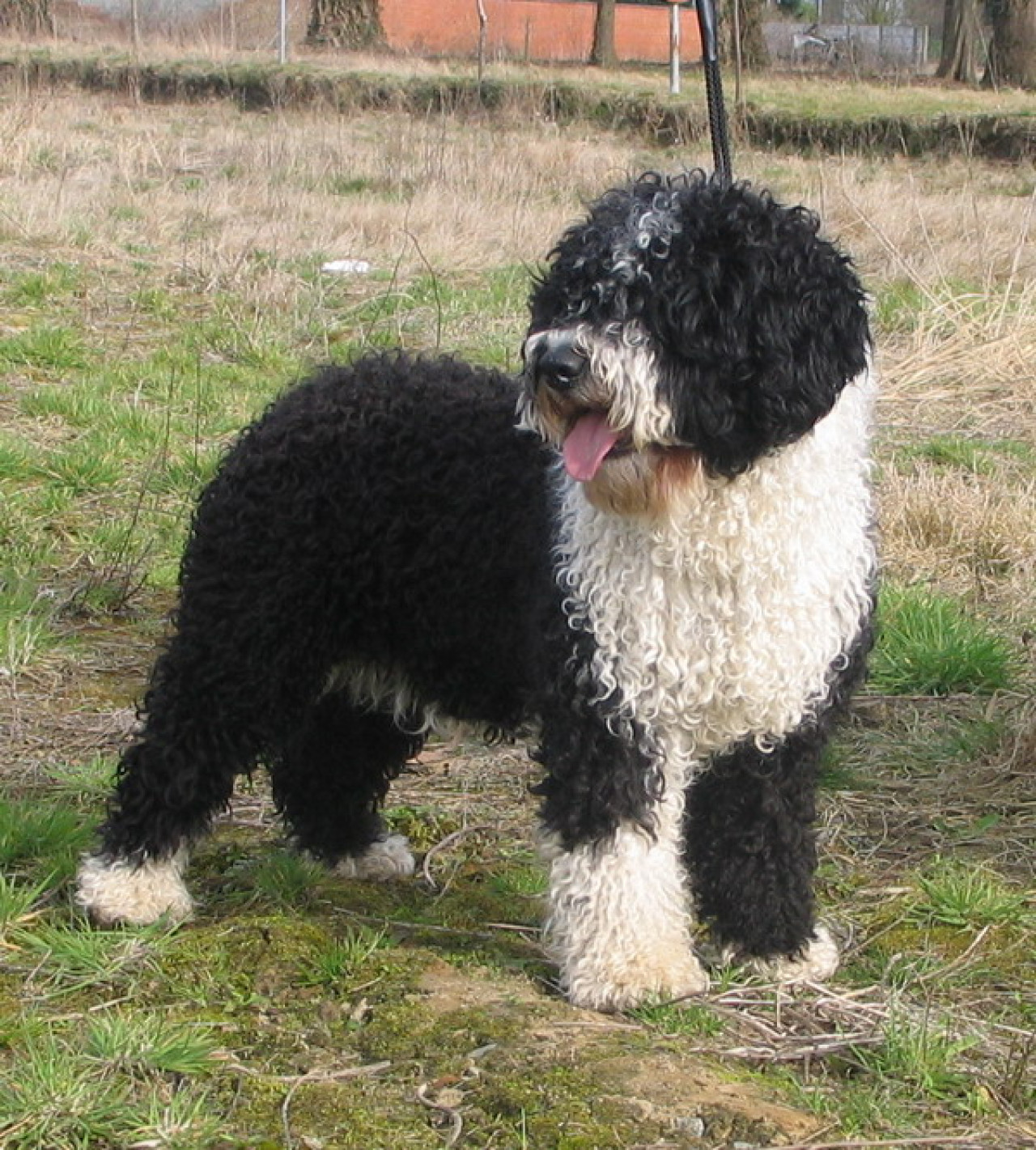 Perro de agua. Foto: Wikipedia.