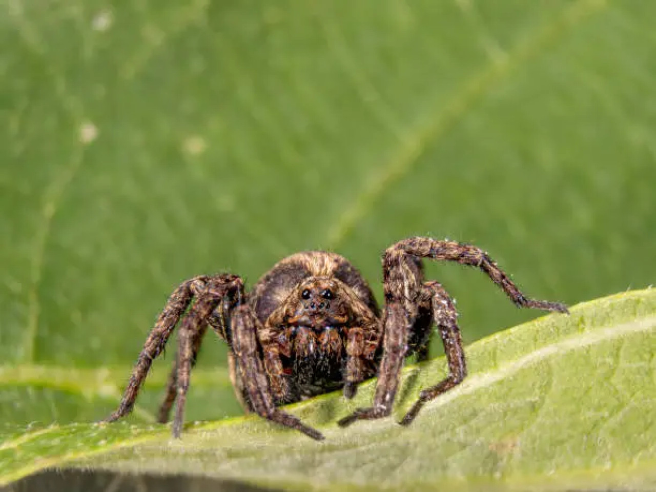 Tarántula. Fuente: Unsplash