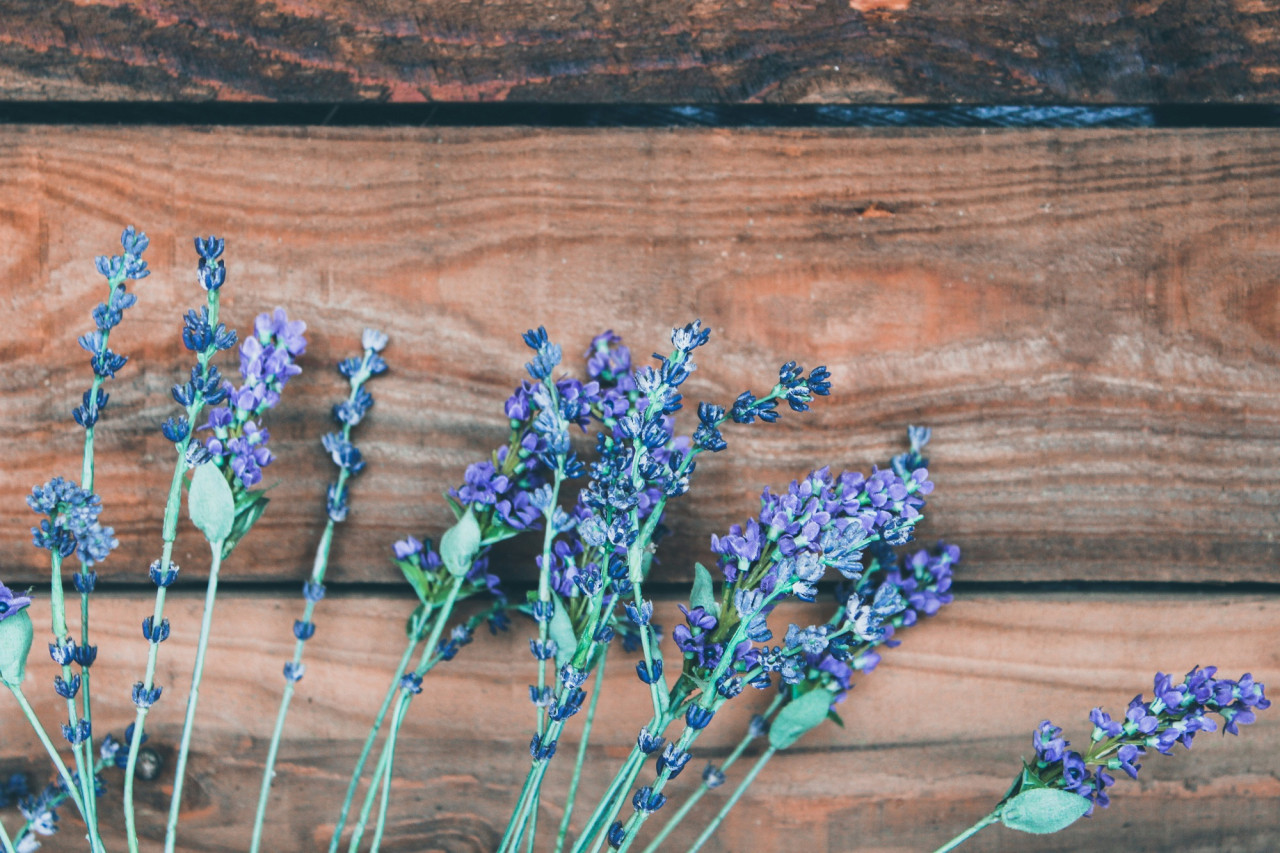 Lavanda. Foto Freepik