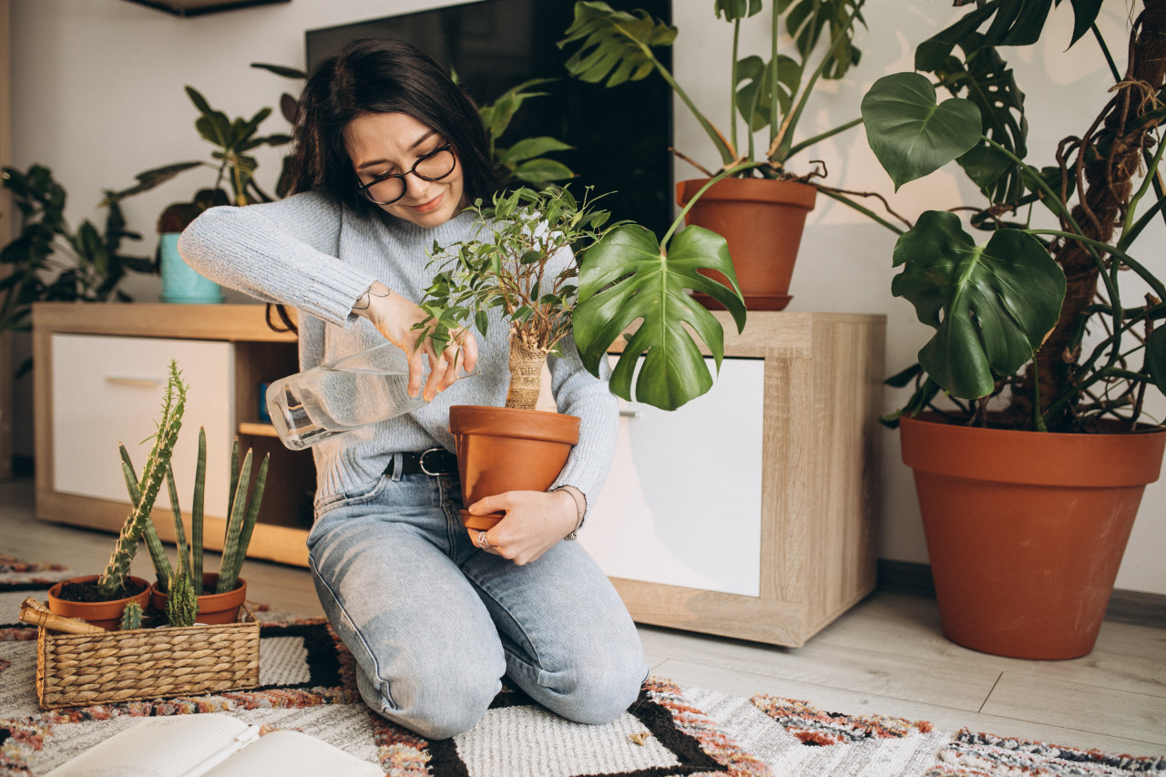 Plantas, hogar, energía. Foto Freepik